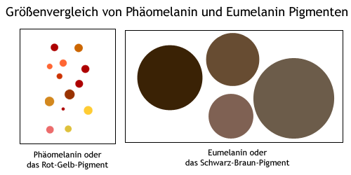Eumelanin und Phäomelanin Pigmente sind unterschiedlich groß